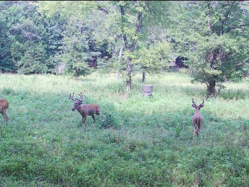 230 Acres for Sale in Carter Co : Grandin : Carter County : Missouri