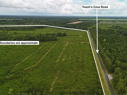 214 AC of Land with Creek Frontage : Oriental : Pamlico County : North Carolina