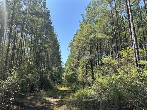 Lockwood Road Tract, 160 Acres : McIntosh : Washington County : Alabama
