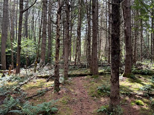 Southern Adirondack Forestlands : Ohio : Herkimer County : New York