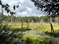 Walk to Black River Wild Forest : Ohio : Herkimer County : New York
