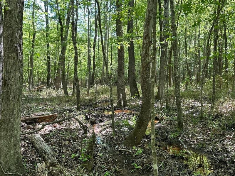 $1,375 Per Acre : Irwinton : Wilkinson County : Georgia