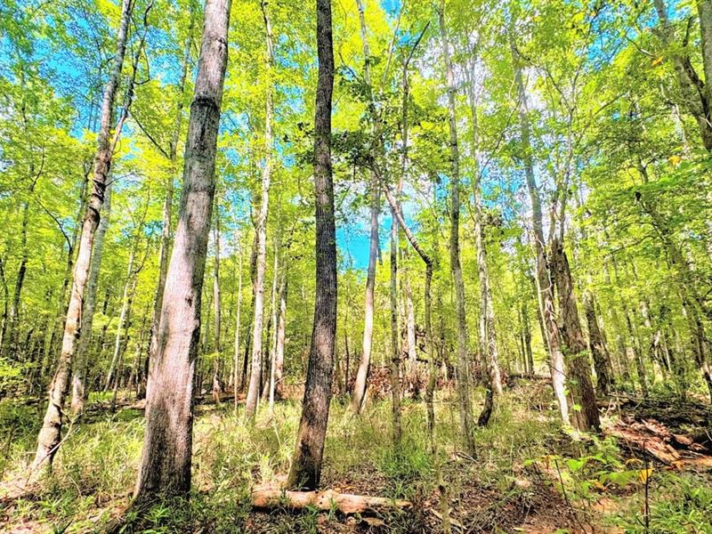 $1,375 Per Acre : Irwinton : Wilkinson County : Georgia