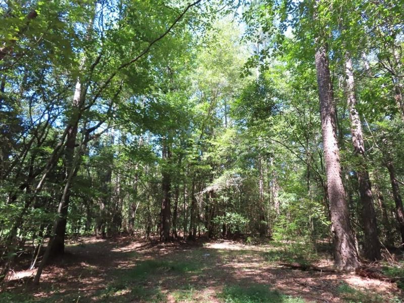 Diverse Habitat, Lexington County : Leesville : Lexington County : South Carolina