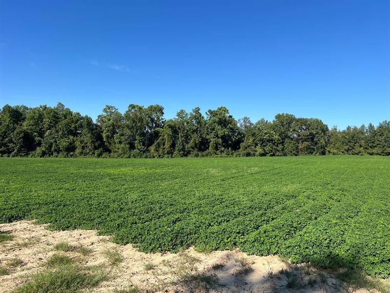 G 6 Farms, Tract 6 : Troy : Pike County : Alabama