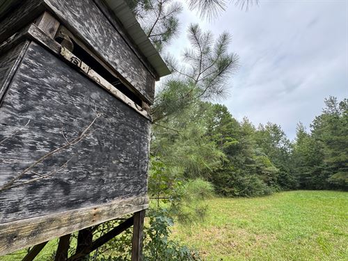 43.44 Acre Pine Plantation : Ashland : Clay County : Alabama