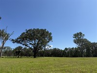 Dungarven Oaks Lot 7, 10.03 Acres : McIntosh : Marion County : Florida