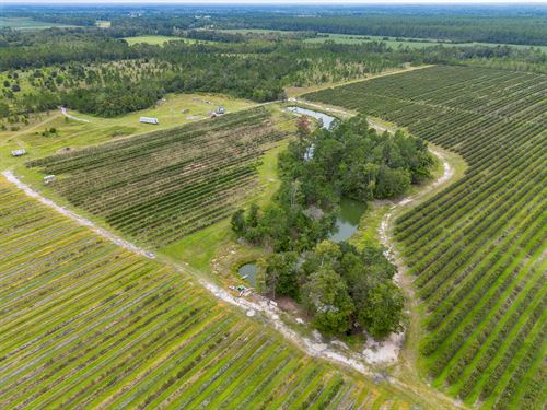 Thriving 77 Acre Blueberry Farm : Alma : Bacon County : Georgia