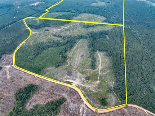 265 Acres, T-2, Bar D Ranch : Corrigan : Polk County : Texas