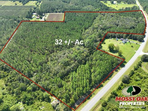 32 Ac Land For Sale Pierce Coun : Bristol : Pierce County : Georgia