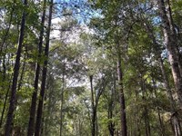 Dale County Recreation, 92 Acres : Ozark : Dale County : Alabama