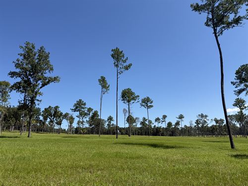 Dungarven Oaks Lot 8, 10Ac : Micanopy : Marion County : Florida