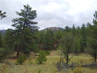 Gold Pan at Copper Gulch : Cotopaxi : Fremont County : Colorado