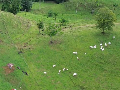 289 Acre Cattle Farm : Sarapiqui : Costa Rica