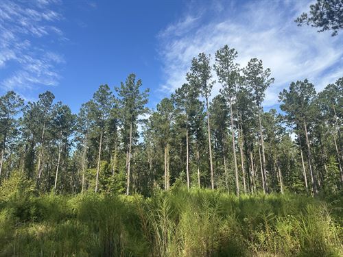 Hank Williams Rd Tract West-21 Acre : McKenzie : Butler County : Alabama