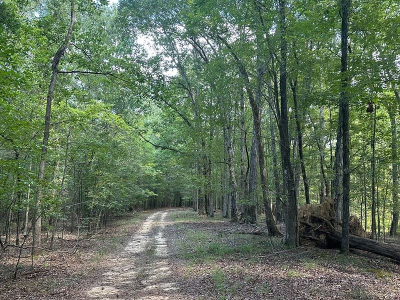 Haddock Hardwood Hunting Tract : Haddock : Jones County : Georgia