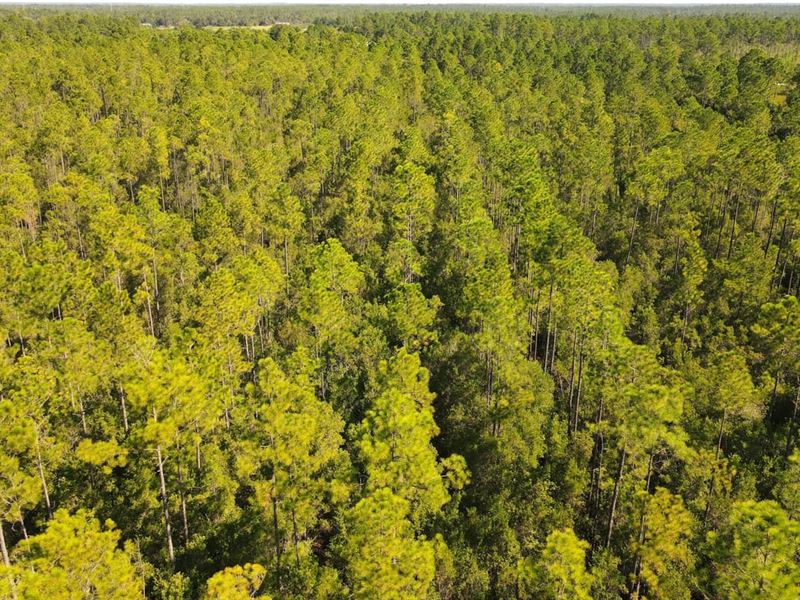 Timber Land, CR 274 : Fountain : Calhoun County : Florida