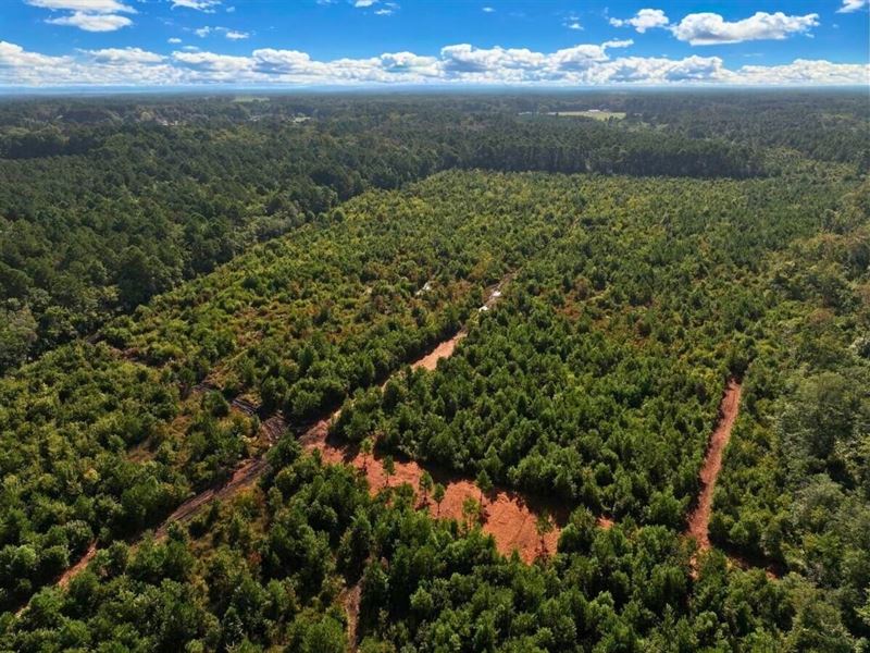 34.98 Acres of Recreational Timberl : Kinston : Lenoir County : North Carolina
