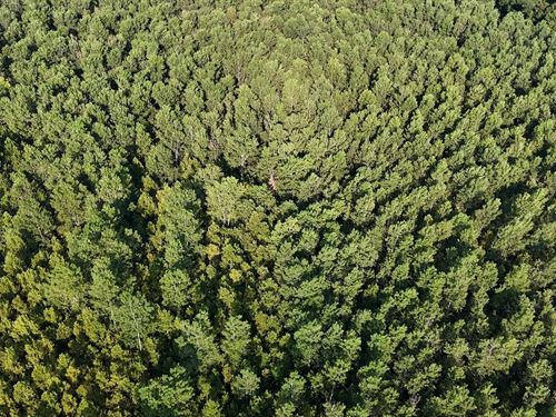 48 Acres In Warren County, MS : Vicksburg : Warren County : Mississippi