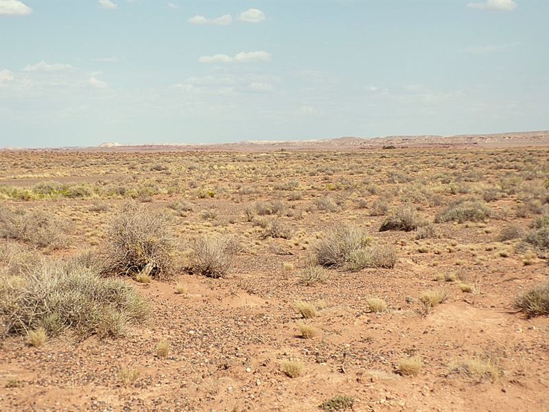 Big AZ Land, Low Price Cool Climate : Winslow : Coconino County : Arizona
