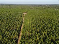 36.25 Acres, Penny Morris Road : Baxley : Appling County : Georgia