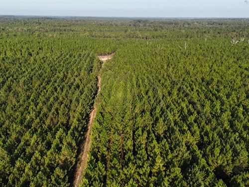 36.25 Acres, Penny Morris Road : Baxley : Appling County : Georgia