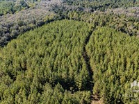 43 Ac North Forty, Timber & Hunt : Caryville : Washington County : Florida