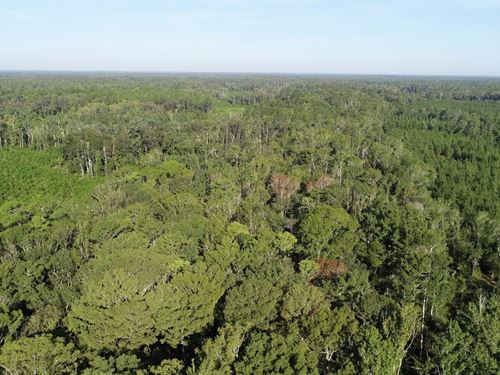 1,115 Acres Timber And Recreation : Greenville : Madison County : Florida