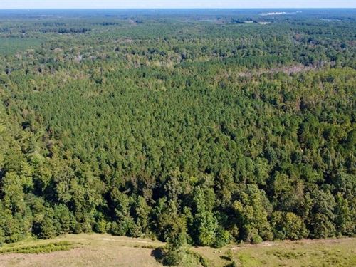 41.39 Acres of Recreational Land : Bunnlevel : Harnett County : North Carolina