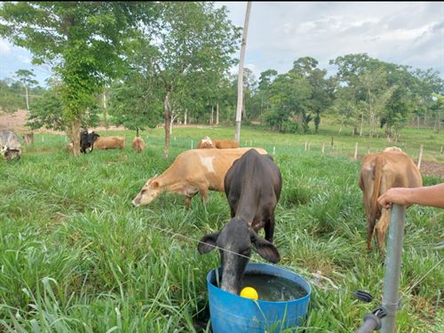 Turnkey Dairy Farm Los Chiles : Alajuela : Costa Rica