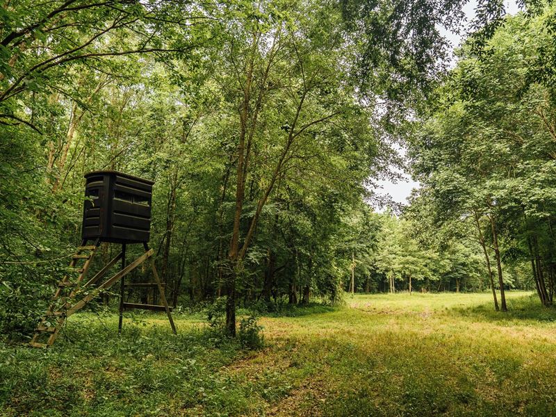 230 Acres in Lafayette County, MS : Oxford : Lafayette County : Mississippi
