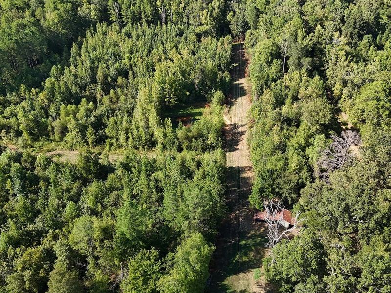 135.5 Acres with A Cabin in Montgom : Duck Hill : Montgomery County : Mississippi