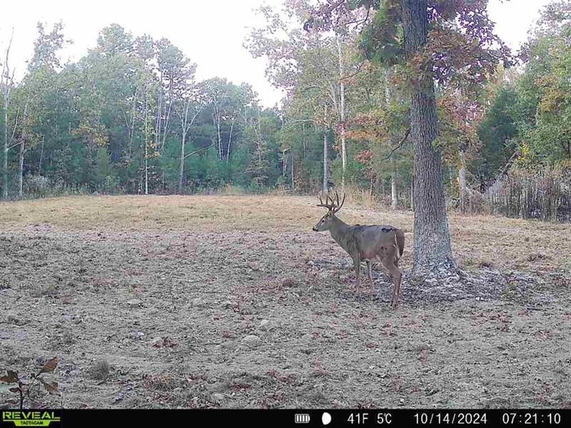 145 Acres Bordering The Mark Twain : Richland : Laclede County : Missouri