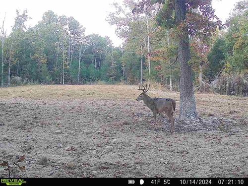 145 Acres Bordering The Mark Twain : Falcon : Laclede County : Missouri