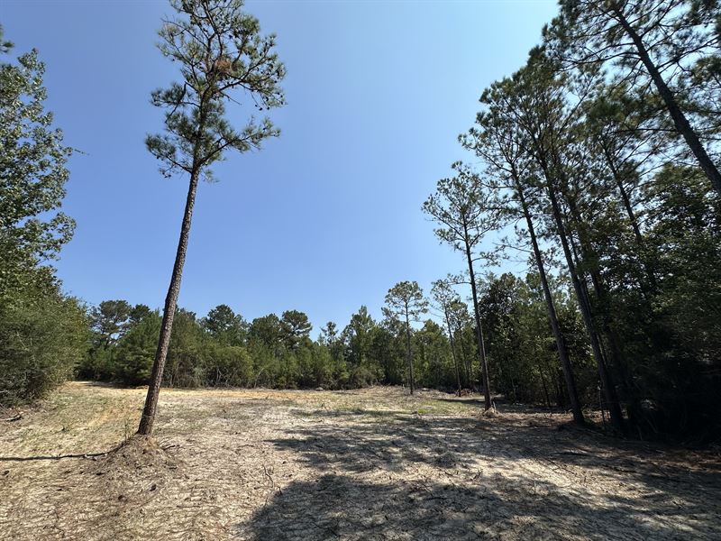 Fairfield Road Tract-34 Acres : Coffeeville : Clarke County : Alabama