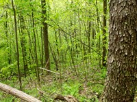 Own Off Grid Land Today, $999 Down : Mount Vernon : Rockcastle County : Kentucky