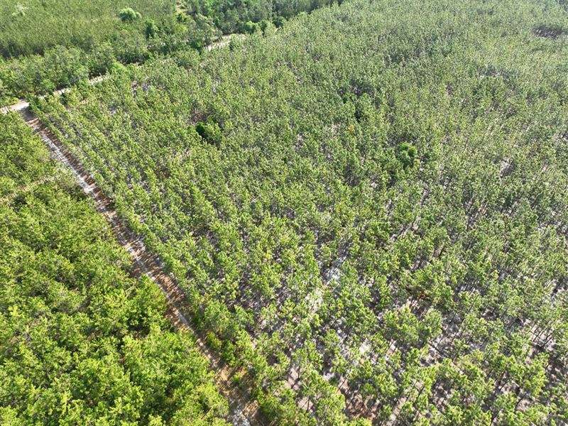 10 Ac Recreational Timberland : Folkston : Charlton County : Georgia