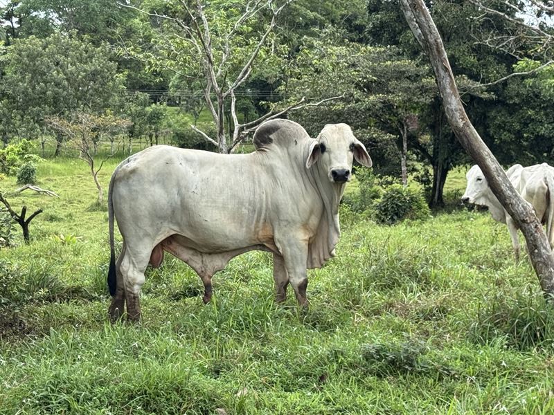86 Acre Farm with Water Guatuso : Guatuso : Costa Rica