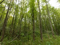 Off Grid Land for $999 Down : Flatwoods : Perry County : Tennessee