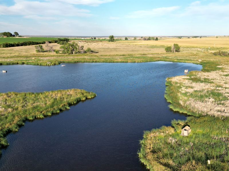 Mallards and Maize : Kersey : Weld County : Colorado