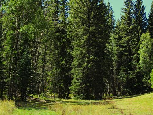 Bugling Elk Valley : Divide : Teller County : Colorado