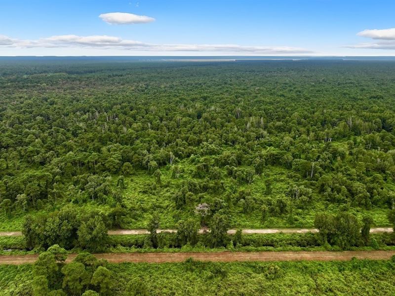 60 Acres of Hunting and Recreationa : Belhaven : Beaufort County : North Carolina