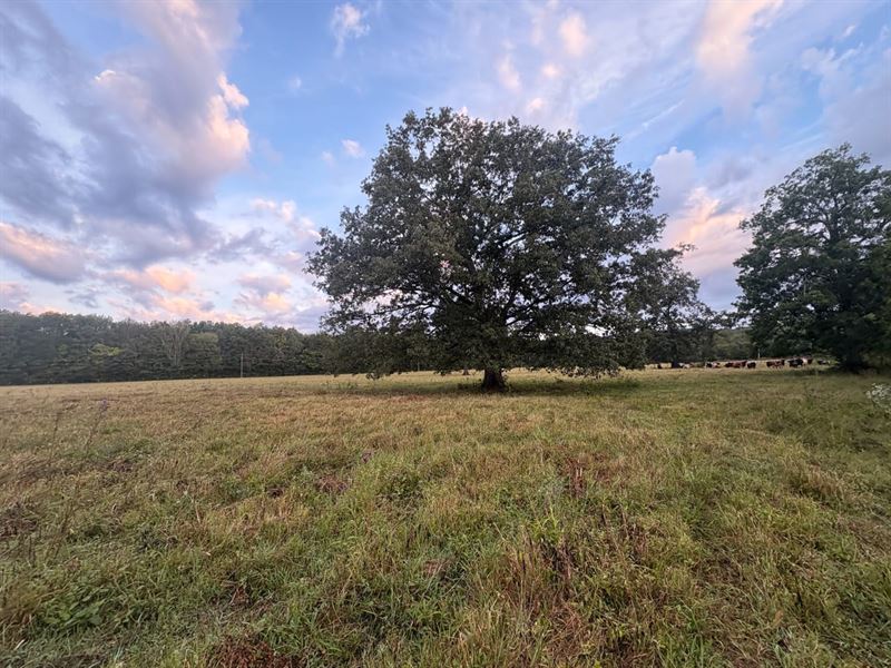 Beautiful Rolling Oaks in Decatur : Decatur : Morgan County : Alabama