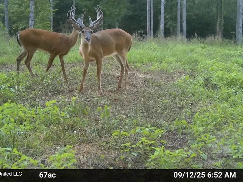 Ramsey Creek 67 Acres for Sale : Centreville : Amite County : Mississippi