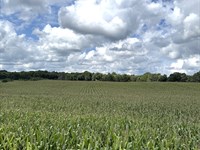 Land Auction, Berrien Co MI : Buchanan : Berrien County : Michigan