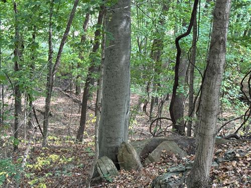 46.5 Acres With A Cabin In Muhlenbe : Graham : Muhlenberg County : Kentucky