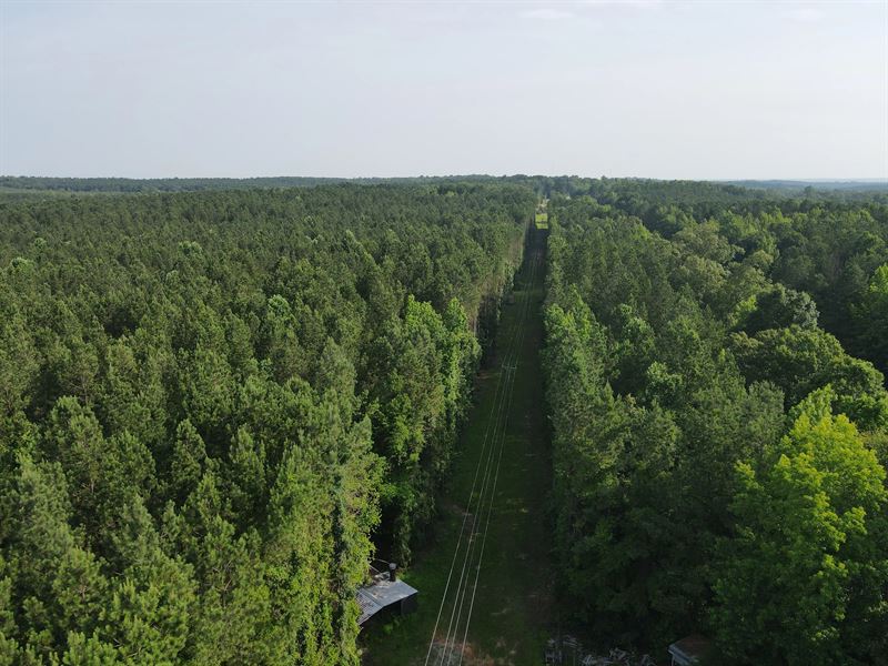250 Acres in Choctaw County, MS : Ackerman : Choctaw County : Mississippi