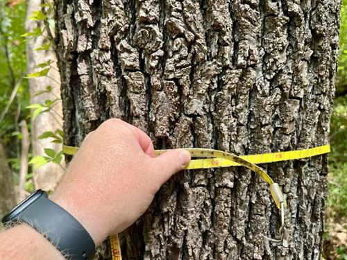 Furman Hills Creek Black Belt : Furman : Wilcox County : Alabama