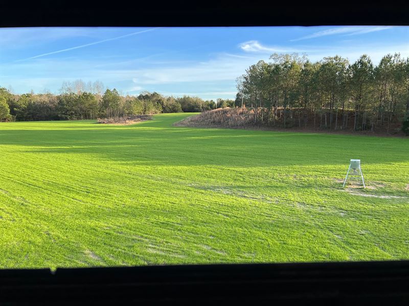 58 Acres in Wayne County, MS : State Line : Wayne County : Mississippi