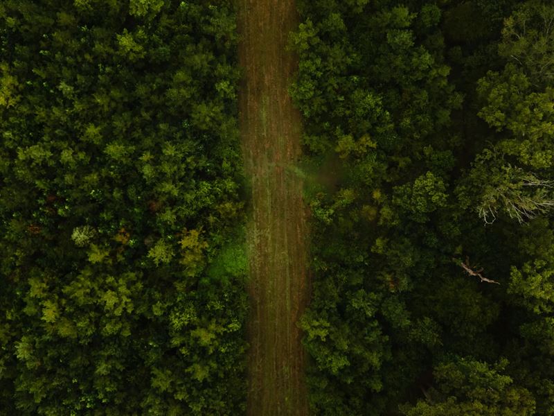 103 Acres in Lincoln Parish, LA : Dubach : Lincoln Parish : Louisiana